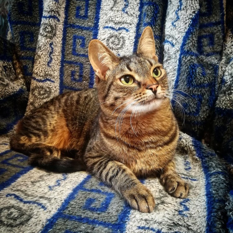 Кто такой мой кот Маркиз