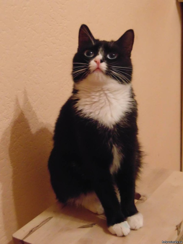 Маркизные котята