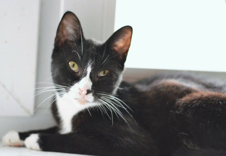 Котята маркизного окраса