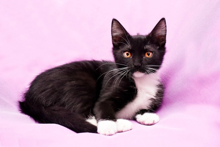 Маркизная кошка