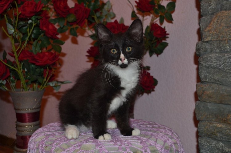 Кошка маркиза