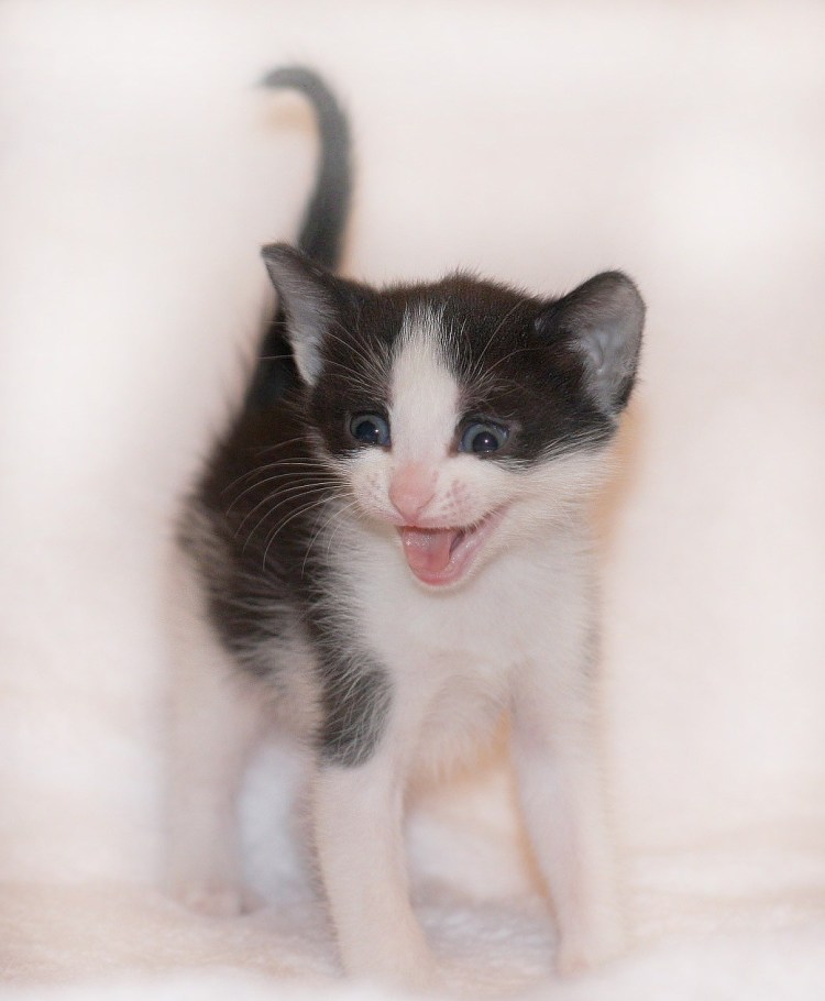 Норвежская Лесная черно-белый биколор