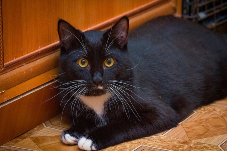 Черный кот Маркиз