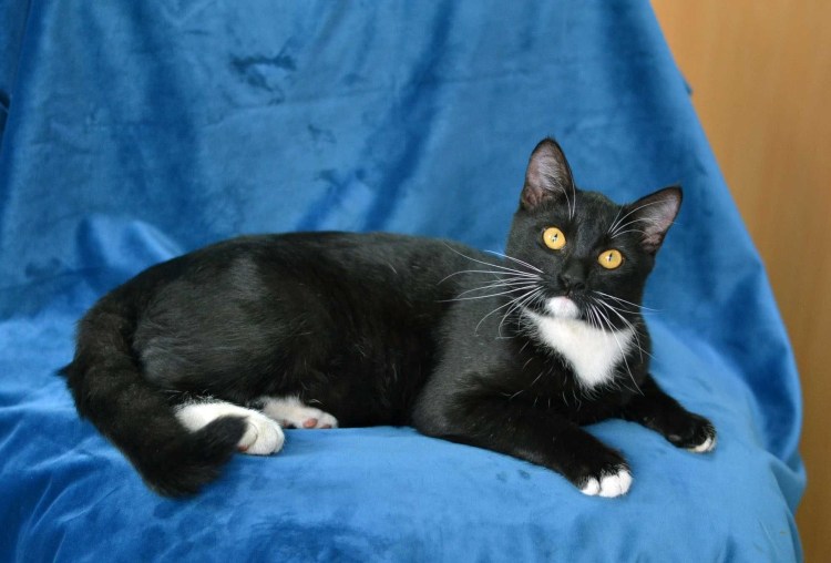 Толстый кот Маркиз