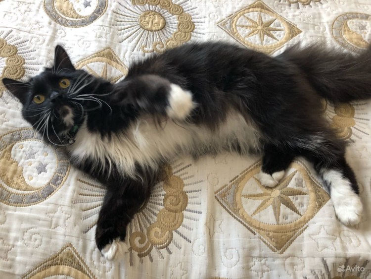 Кот маркизный окрас