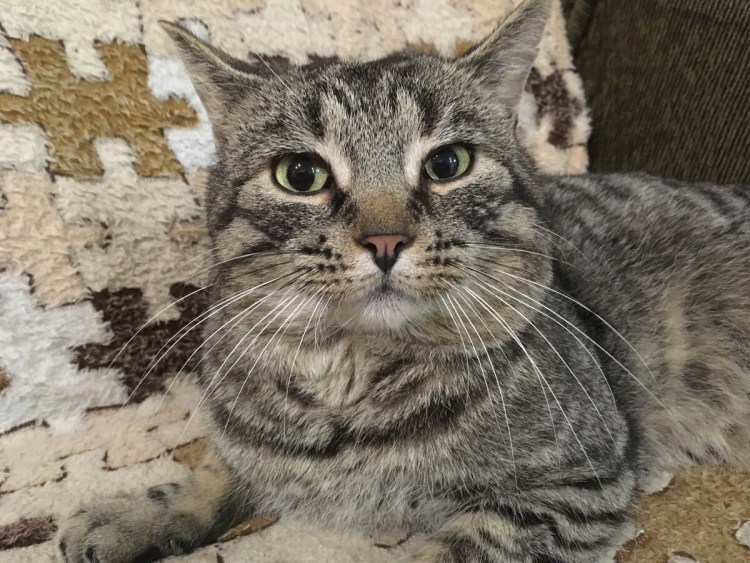 Микроволновка Панасоник nn-sd366w