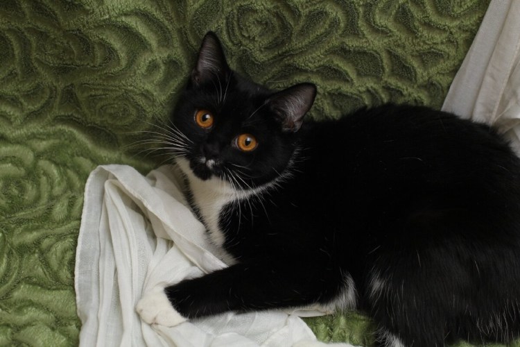 Маркизный кот