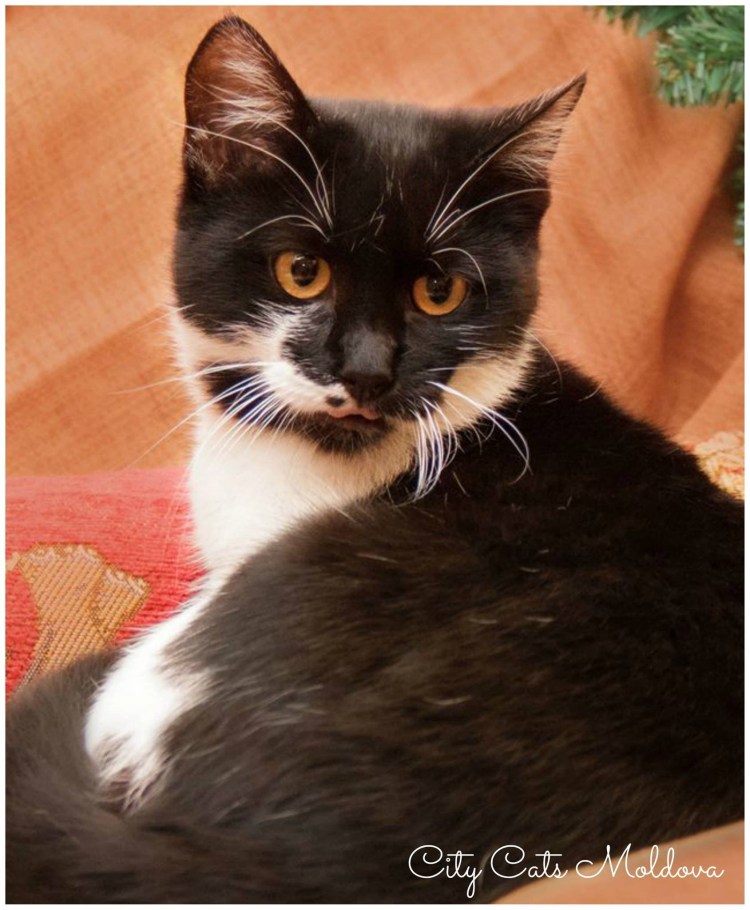 Кот расцветка Маркиз