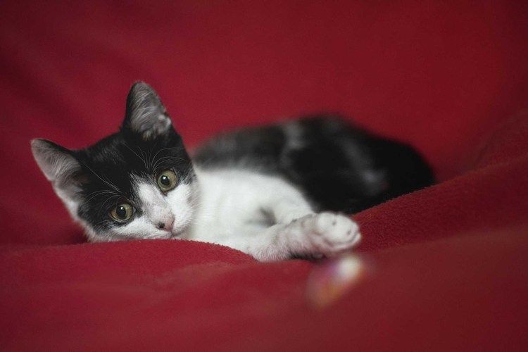 Котик Маркиз