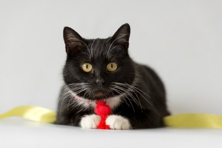 Котенок черно-белый