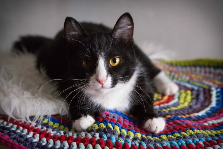 Кошка маркизного окраса