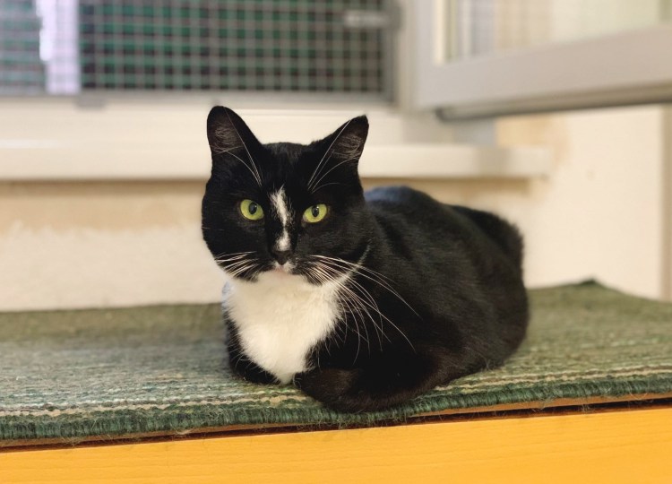 Голубой Маркиз окрас