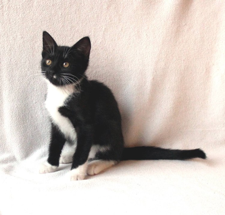 Кот маркизного окраса