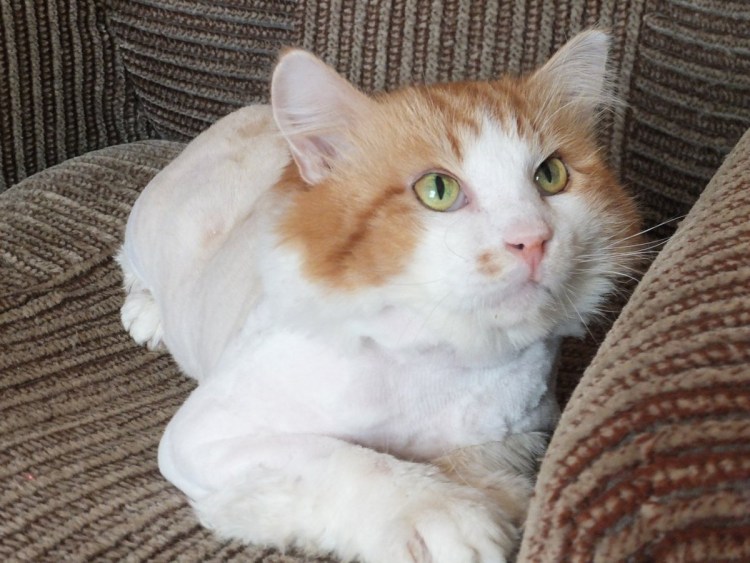 Окрас Маркиз у кошек