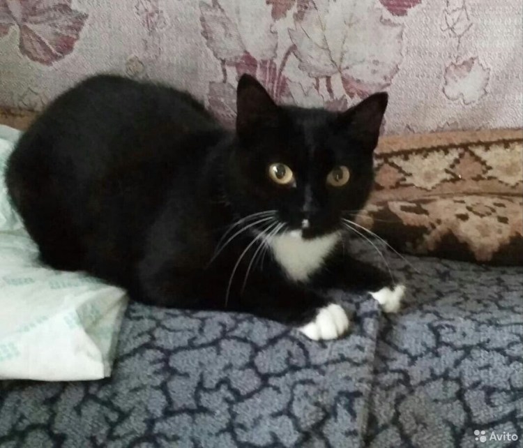 Кошка Маргошка и котята