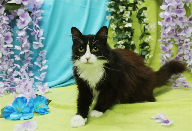 Порода кошек Бомбейская черная с белой грудкой