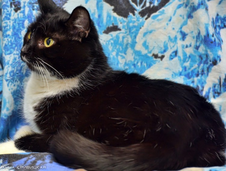 Окрас Маркиз