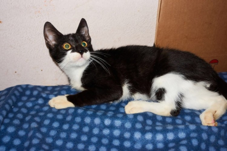 Маркизный окрас