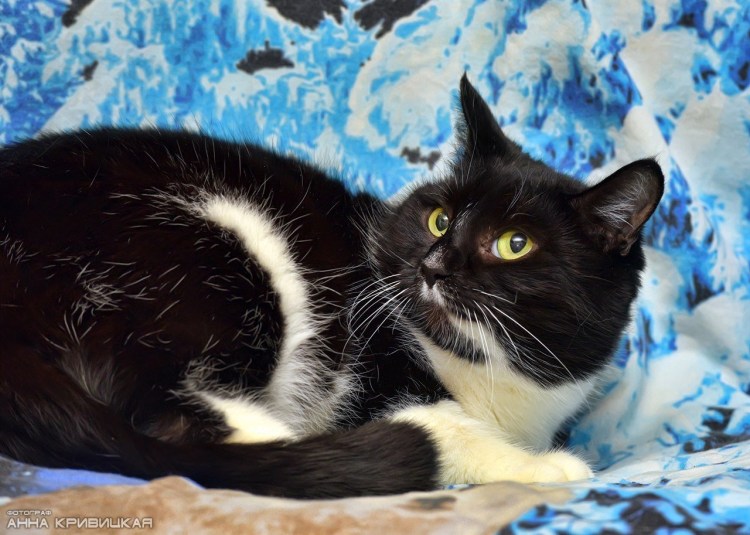 Порода кошек Маркиз