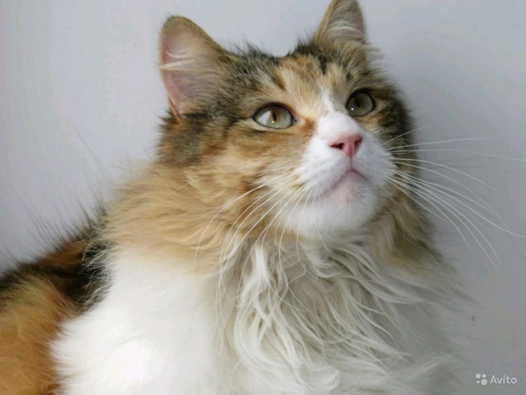 Фотографии маркиза кота