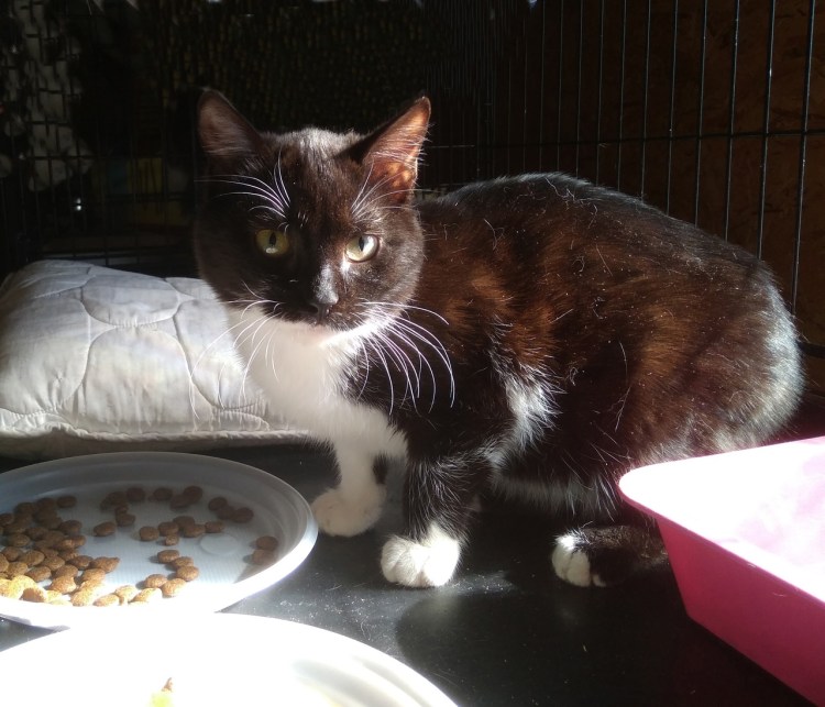 Кот Маркиз серый