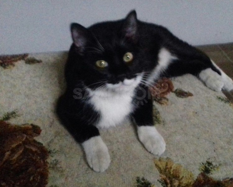 Окрас Маркиз