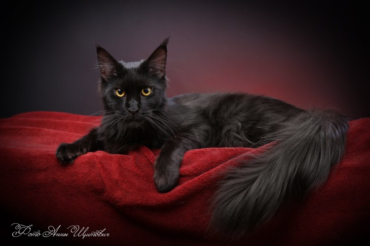 Мейн кун серый