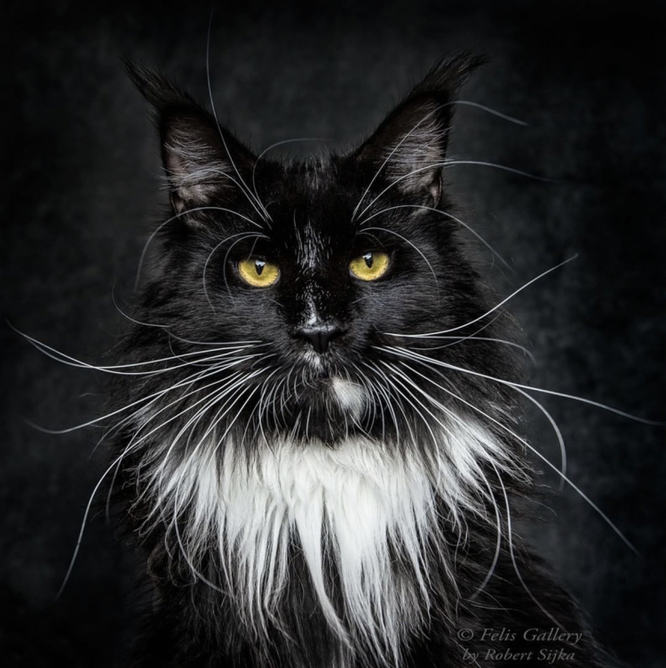 Мейн кун черный