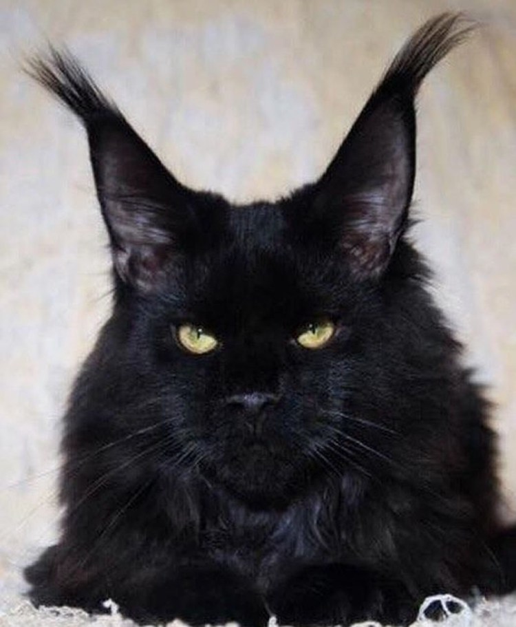 Мейн кун черный