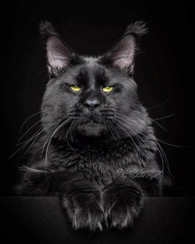 Черные Мейн куны