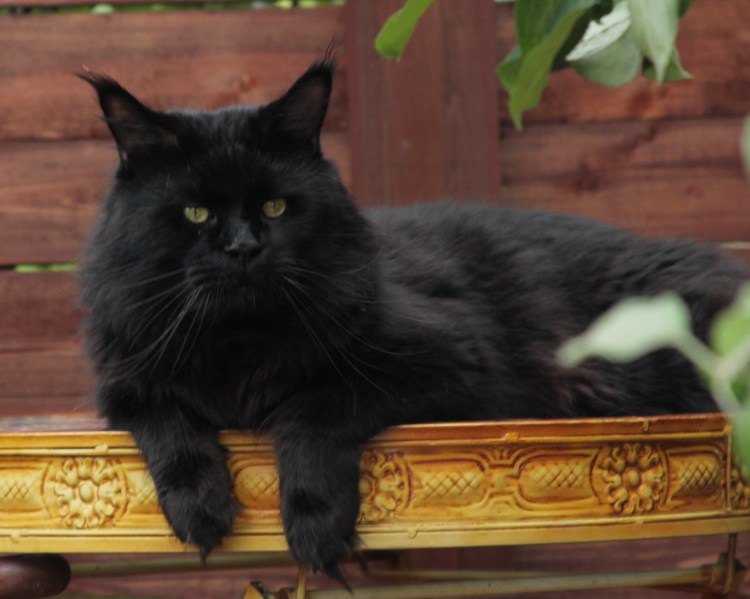 Мейн кун черный