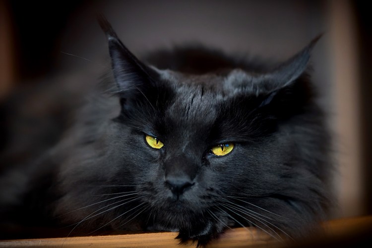 Кот Мейн кун Виво