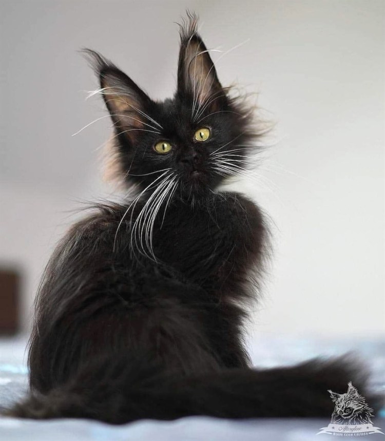 Кот Мейн кун черный