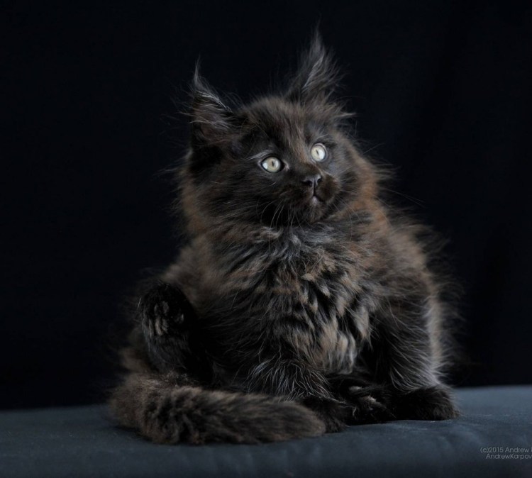 Мейн кун черный