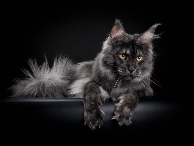 Мейн кун черный