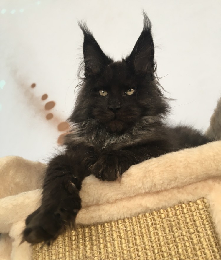 Кот Мейн кун