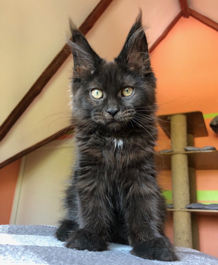 Портреты Мейн-кунов Robert Sijka