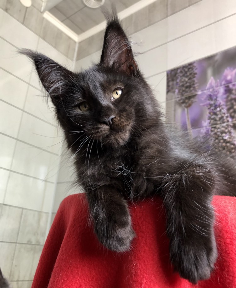 Мейн кун черный Солид взрослый