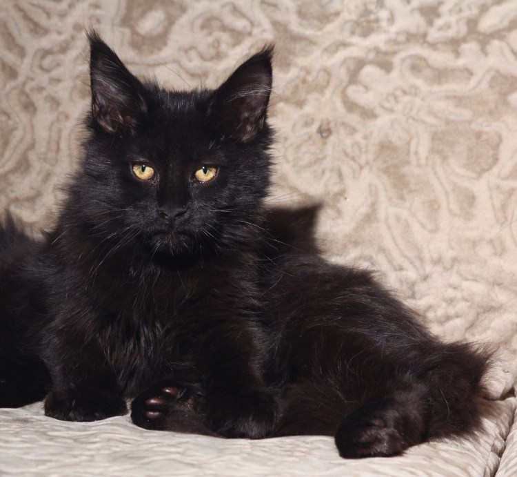 Кот Мейн кун черный