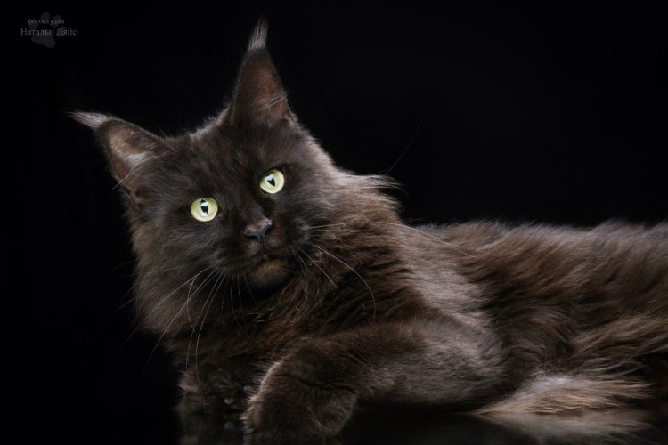 Мейн кун черный