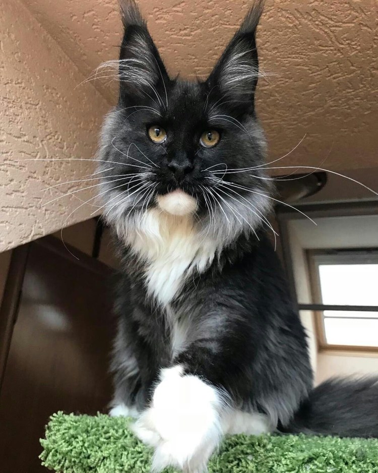 Мейн кун черный Солид