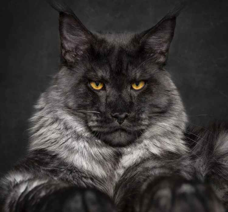 Кот Мейн кун дымчатый