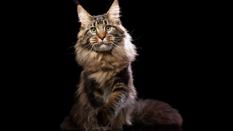 Мейн кун серый