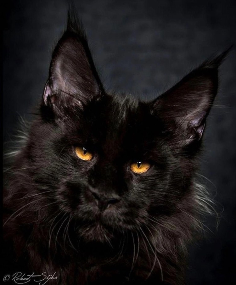 Черная кошка Мейн кун