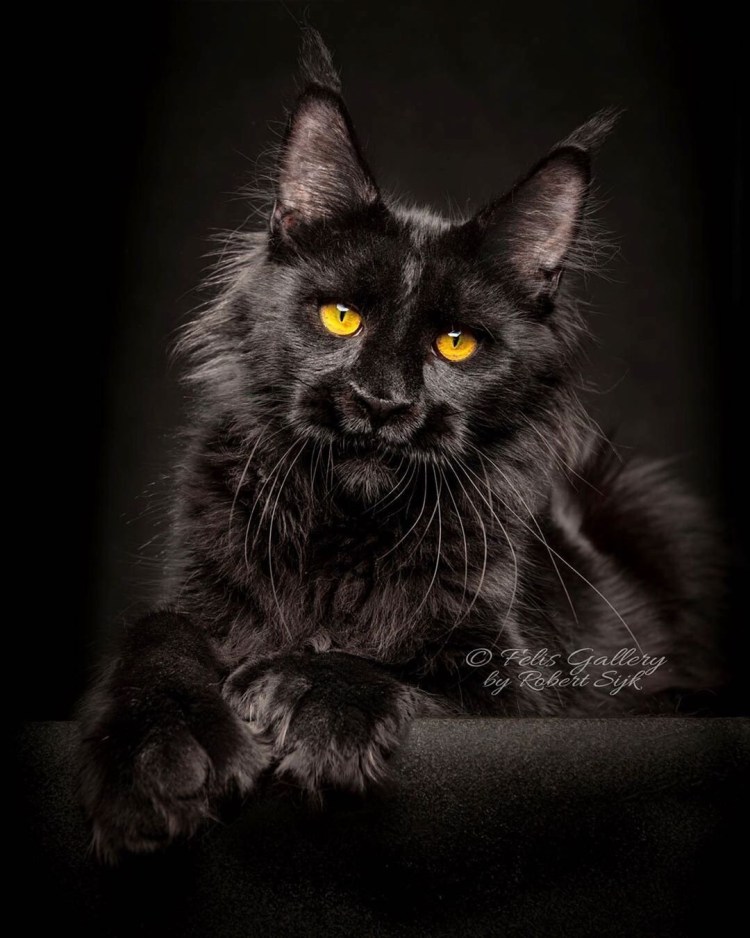 Мейн кун черный Солид