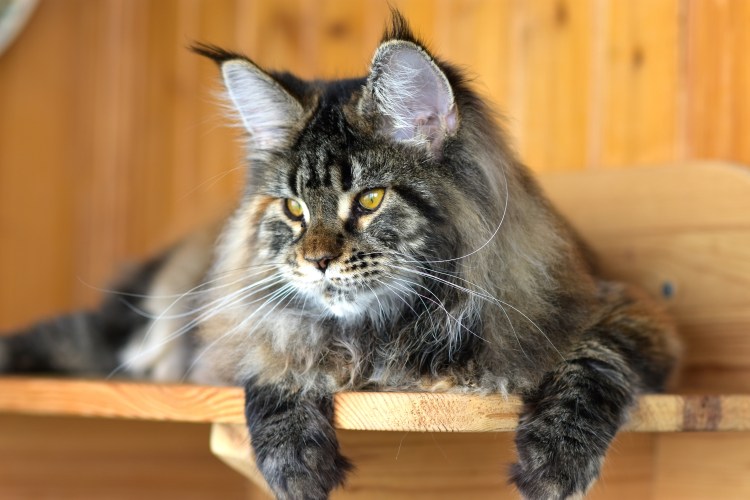 Мейн кун черный