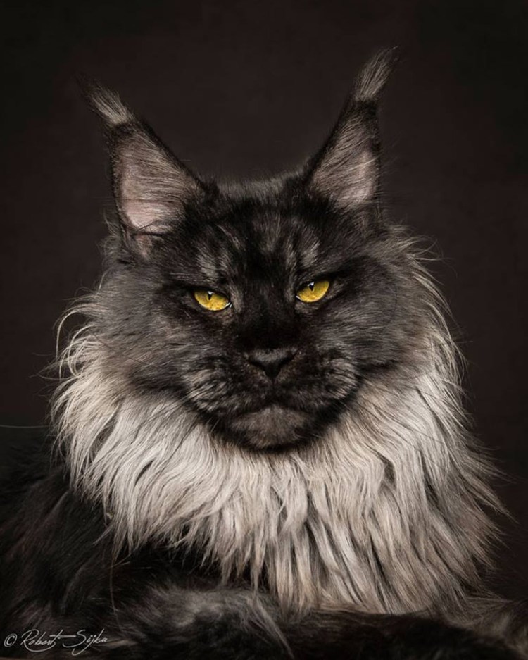 Кот Мейн кун черный