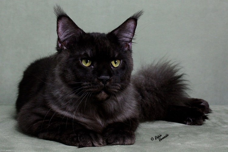 Мейн кун черный дым