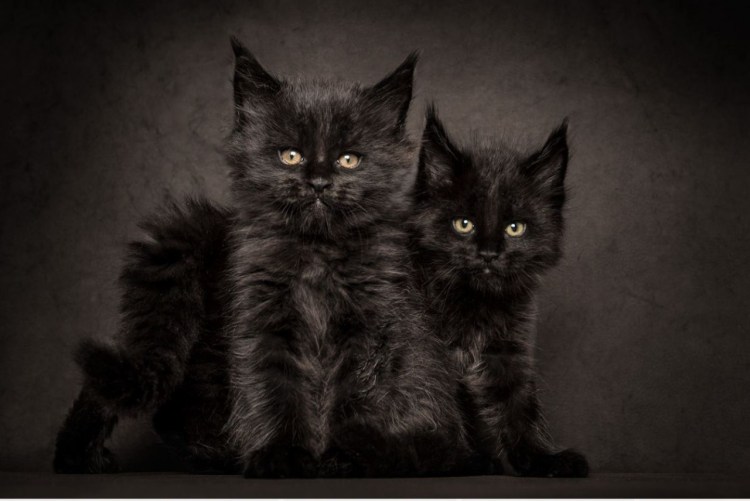 Черные Мейн куны