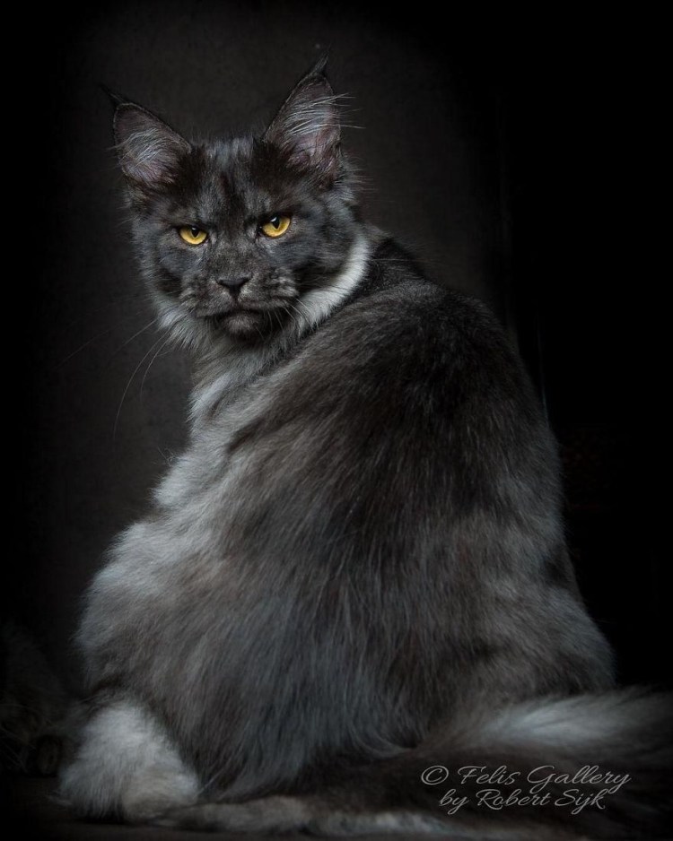 Мейн кун Роберт сижка